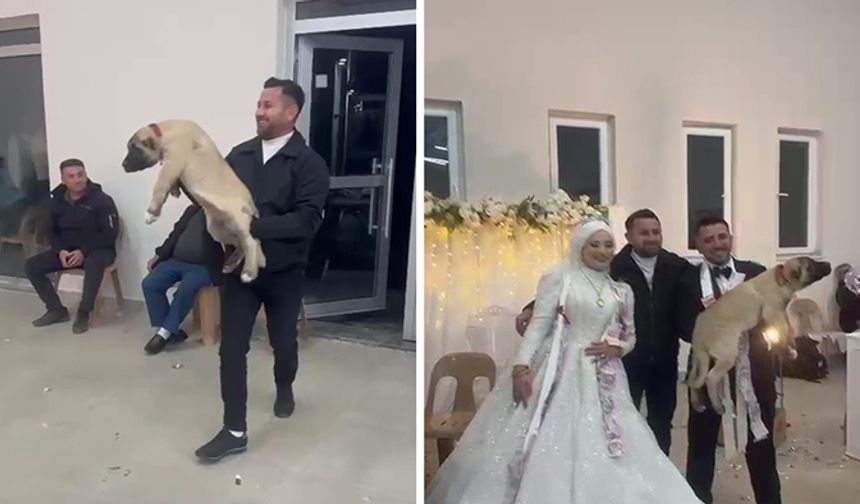 Damadın Arkadaşı Damada Köpek Taktı!